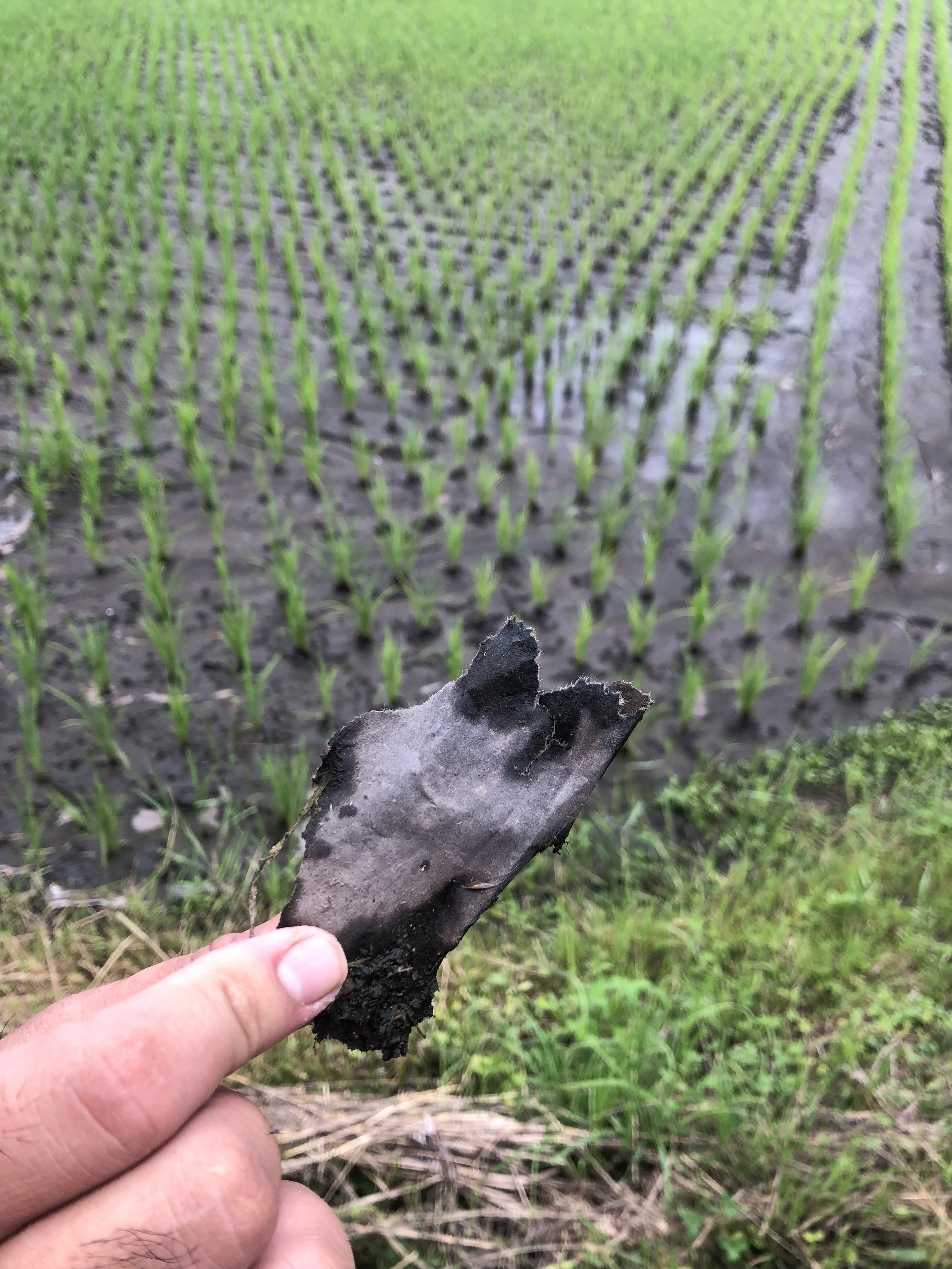 paper used for organic farming