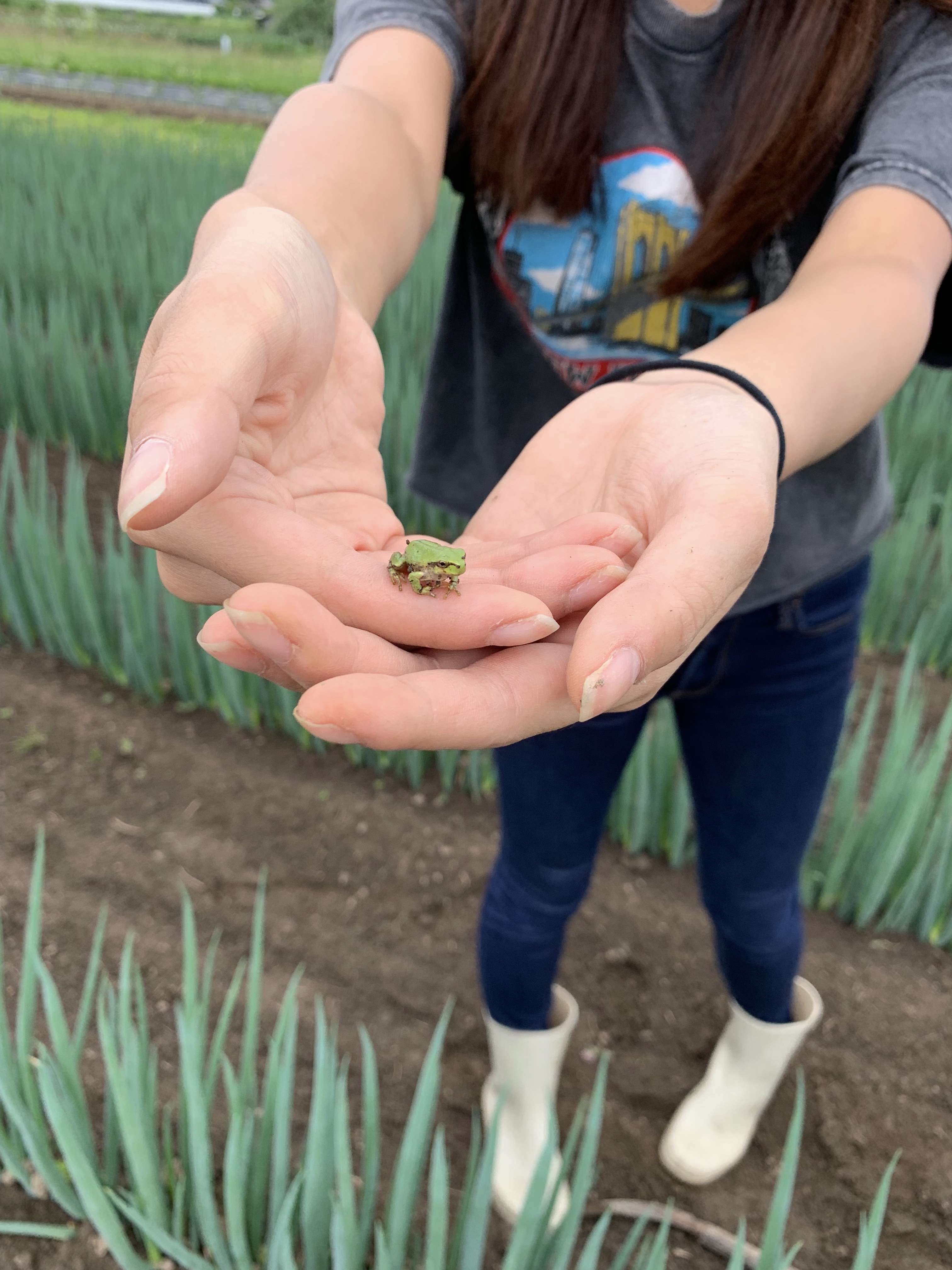 little frog found in the field